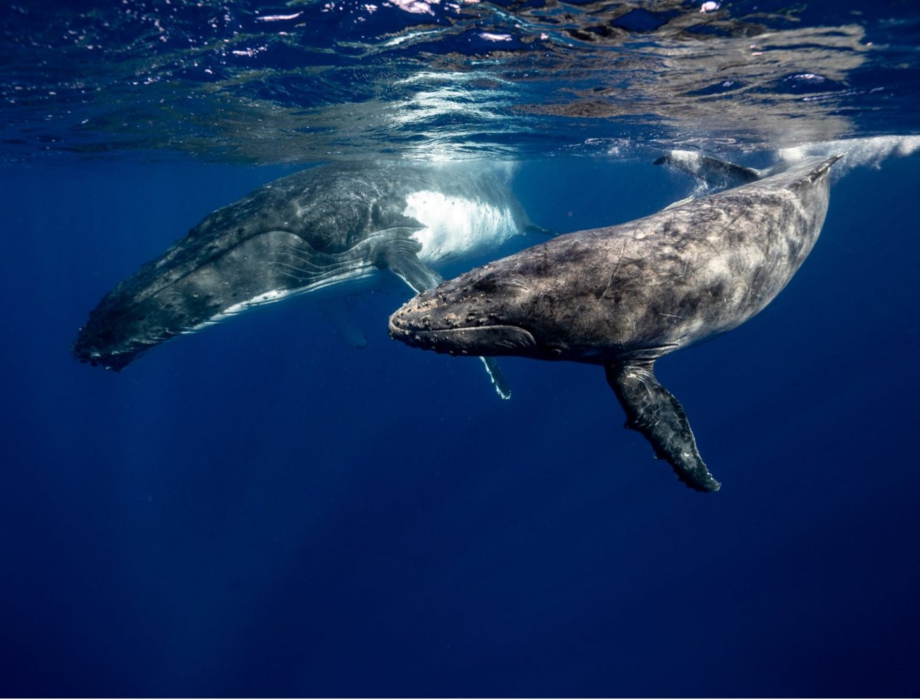 Read more about the article Swimming with Baby Whales!
