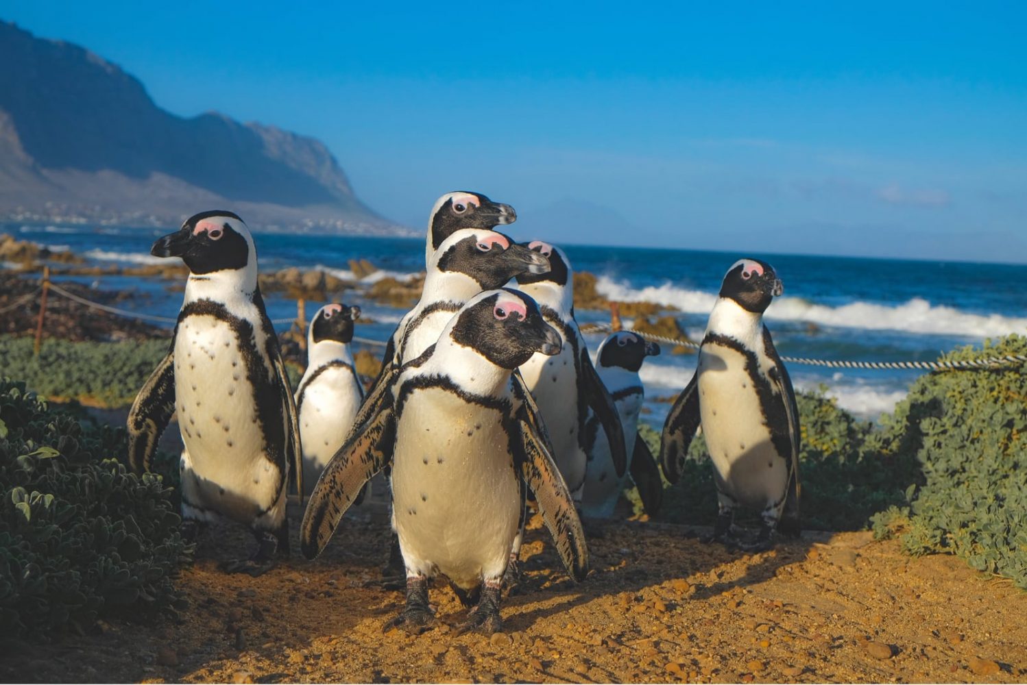 Read more about the article Phillip Island, Victoria Australia, Penguin Parade Visitor Center Opens 4 Months early!