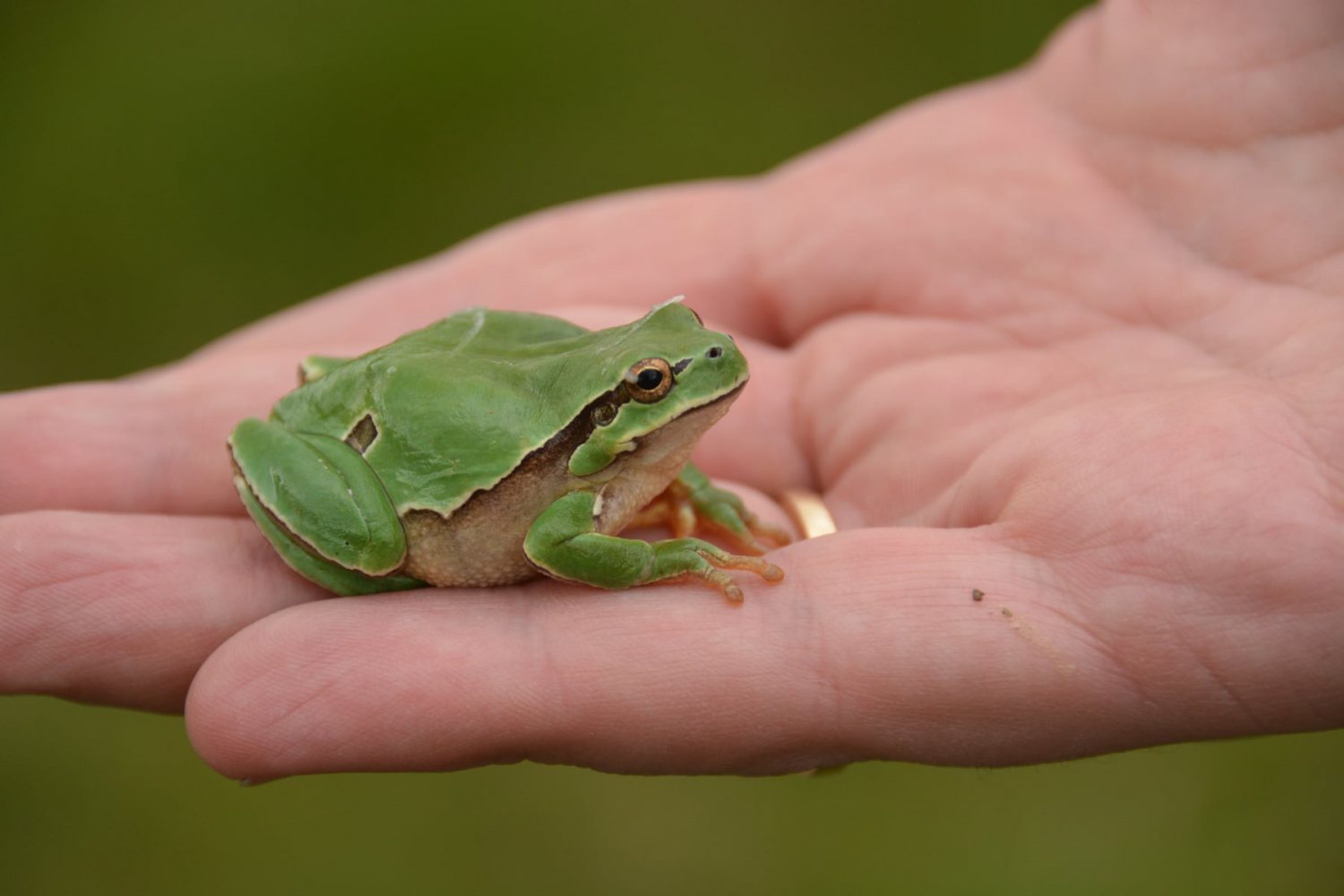 Read more about the article My new Frog! Now, Travel!