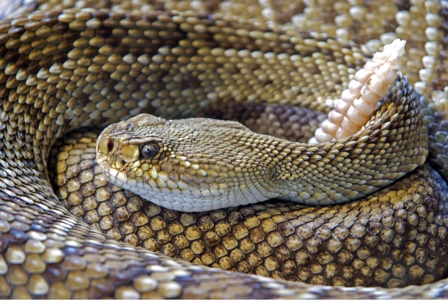 Read more about the article A Tale of Facing the 10 Most Poisonous Snakes In the World…All in Australia!